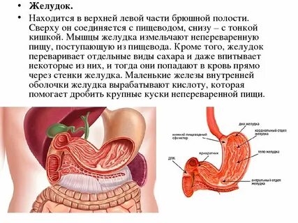В какой полости человека расположен желудок