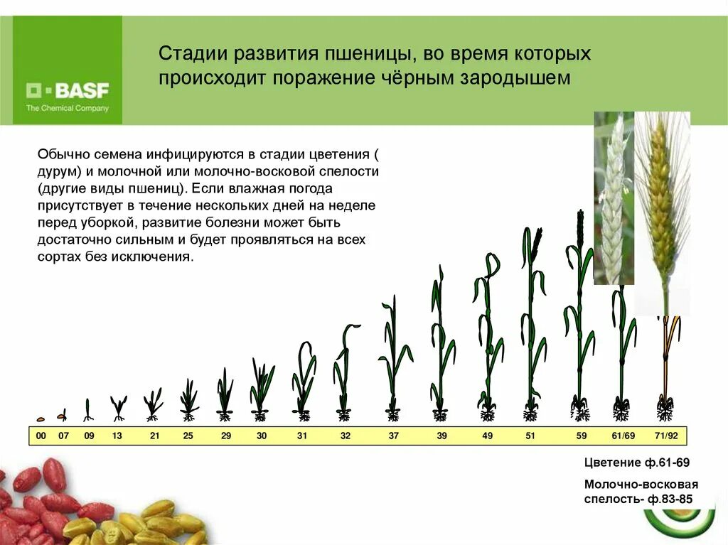 Стадия развития племени. Стадии развития пшеницы. Фазы развития пшеницы. Фаза цветения пшеницы. Стадии цветения.