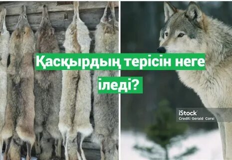 Бианка Ценсори жалаңаш порно