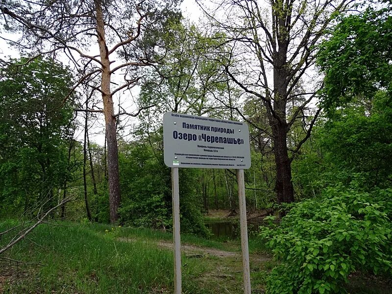 Черепашье озеро где. Черепашье озеро воронеж. маклок черепашье озеро. маклок воронежская область. черепашья тропа в воронеже.
