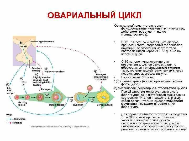 Фазы овариального цикла таблица. Фазы яичникового цикла схема. Фазы яичникового цикла таблица. Структурно функциональная характеристика овариального цикла. Фолликул фаза