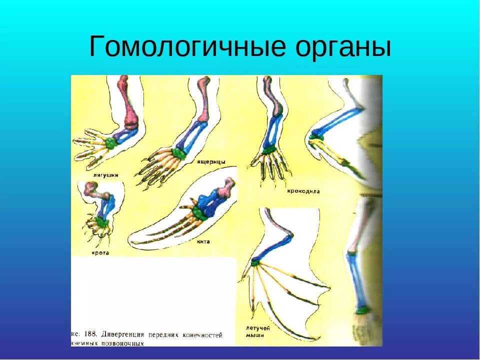 Гомологичные органы. Гомологичные ОРГАНЫОРГАНЫ. Гомологичные органы это биология. Гомологические органы человека. Появление в процессе эволюции пятипалых конечностей