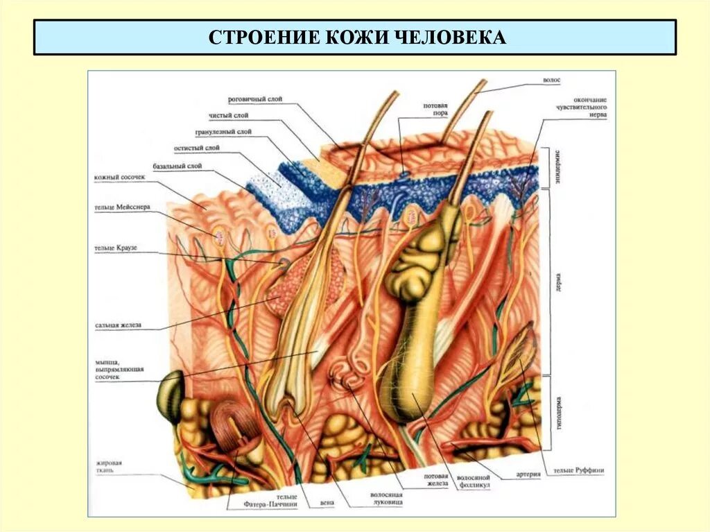 Строение кожи. Строение кложичеловека. Строение кожи анатомия. Структура кожи человека.