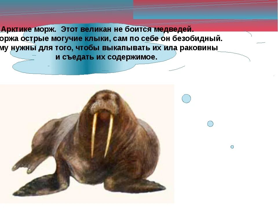 Сколько жили моржи. Сколько жили моржи