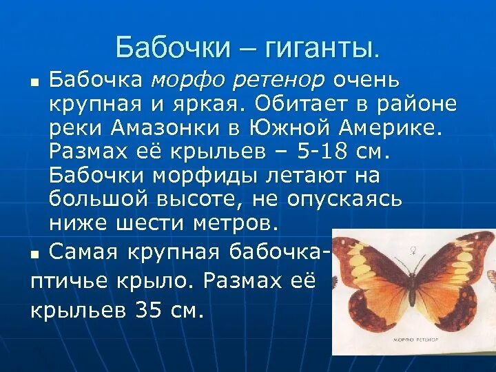 Текст описания бабочки. Доклад про бабочку. Факты о бабочках. Интересные факты о бабочках для детей. Доклад про бабочку Морфо.