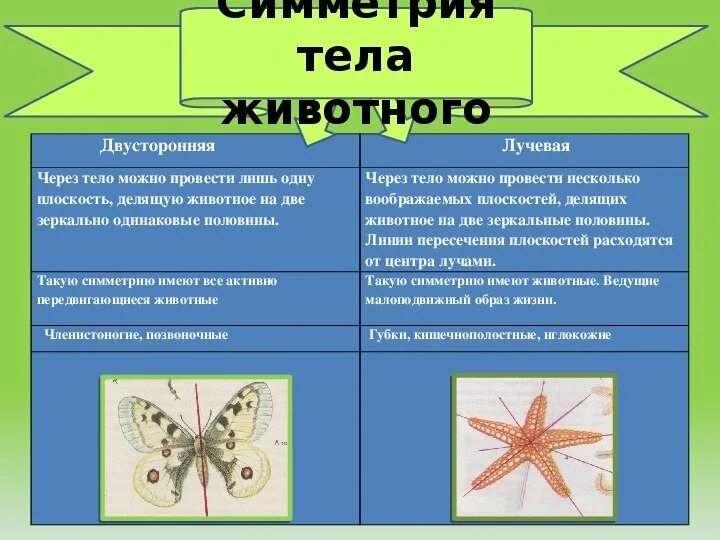 Тип симметрии птиц. Типы симметрии животных. организмы с лучевой симметрией. лучевая и двусторонняя симметрия тела. типы симметрии в биологии.