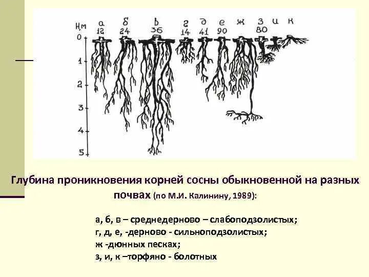 Корневая система ели глубина. Сосна корневая система глубина. Тип корневой системы сосны обыкновенной. Корневая система ели обыкновенной глубина корня. Сколько лет корневой