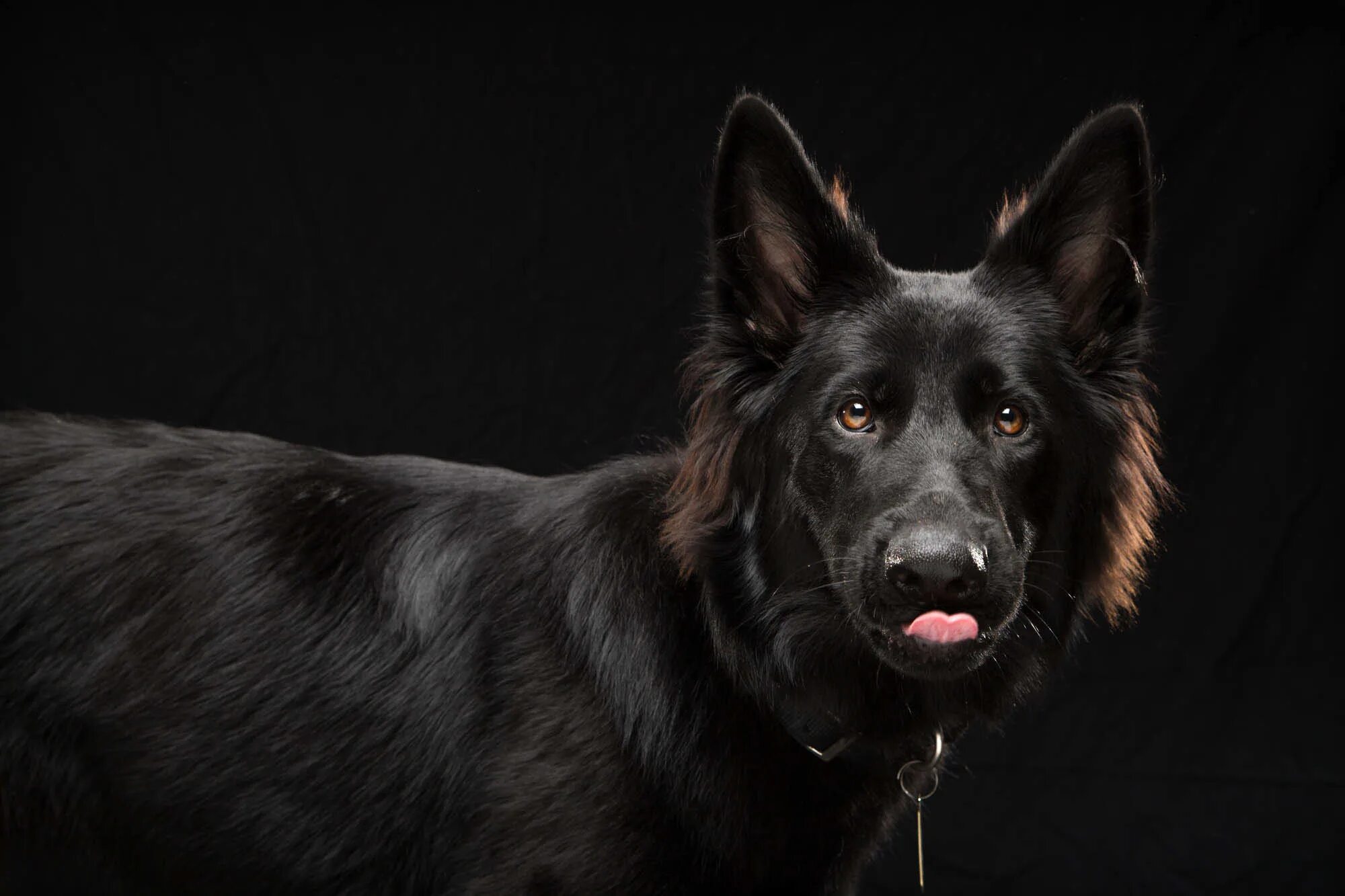 Black dog перевод на русский. Черные собаки. Черная собака с разными глазами. Черная собака удивилась.