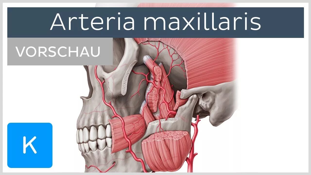 A maxillaris. Maxillary artery. Артерия максилярис. A maxillaris ветви.