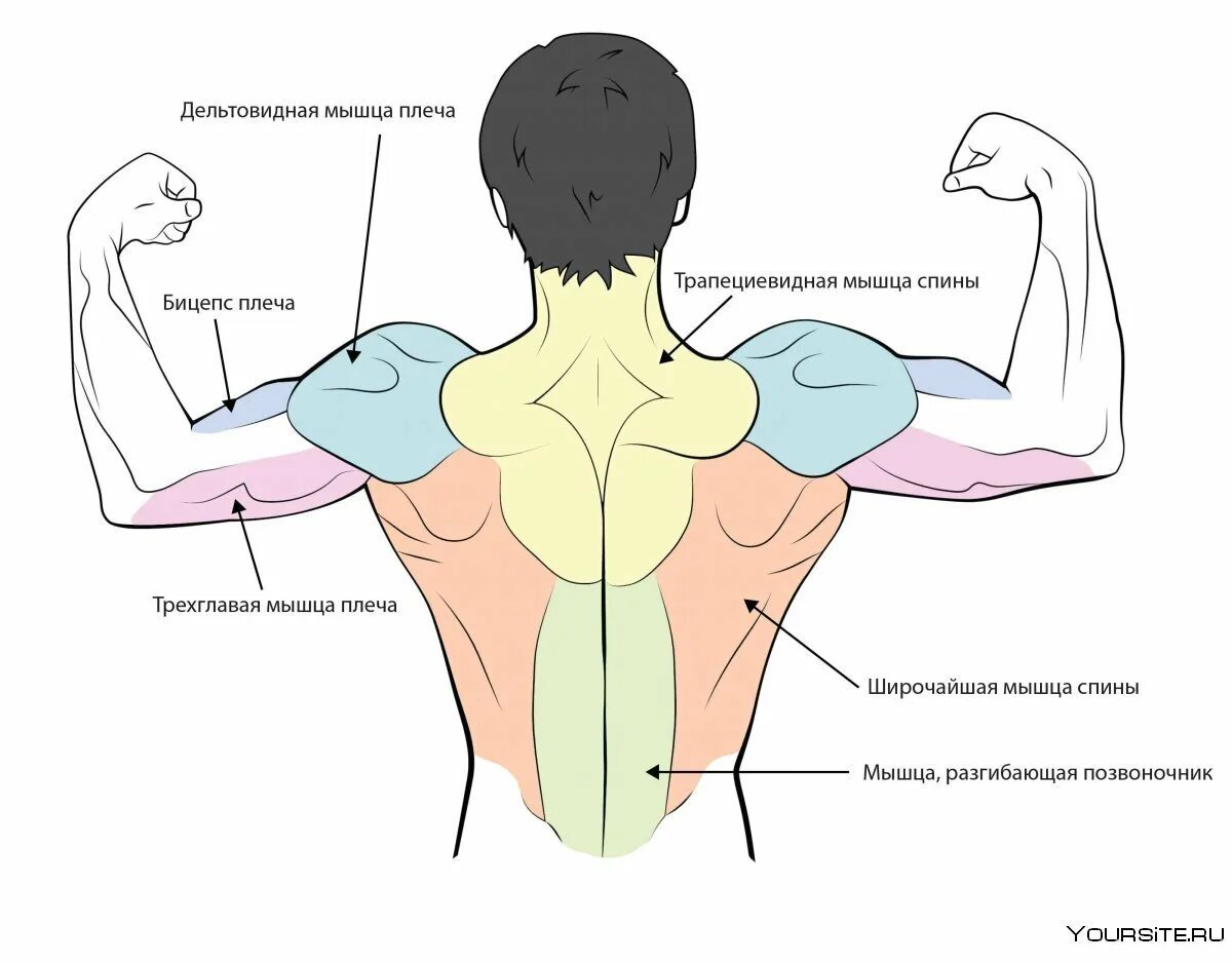Передние пучки дельтовидных. Дельтовидная мышца плеча анатомия. Задняя Дельта мышца. Дельтовидная мышца спины. Задняя дельтовидная мышца упражнения.