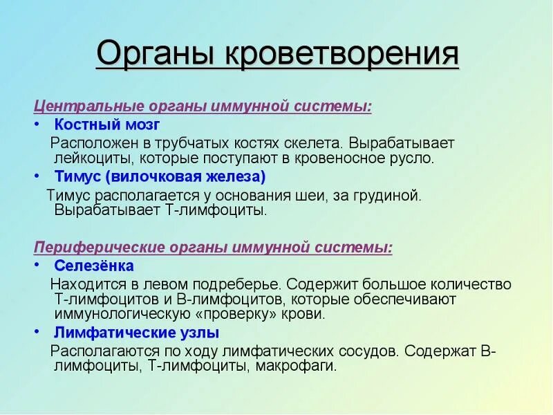 Органы кроветворения. К органам кроветворения относятся. Центральные и периферические органы кроветворения. Функция периферических органов кроветворения.