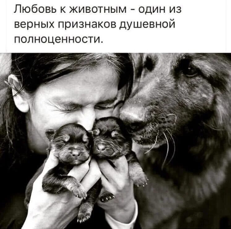 Любовь к животным цитаты. Любовь к животным один из верных признаков душевной полноценности. проявление любви к животному. фразы о любви к животным. ценности любовь к животным.