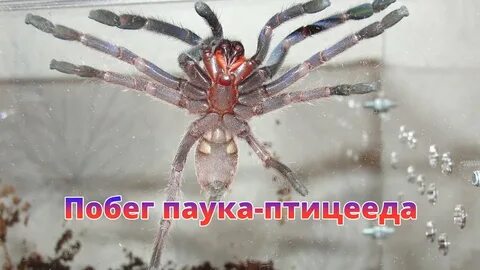 Паук убежал