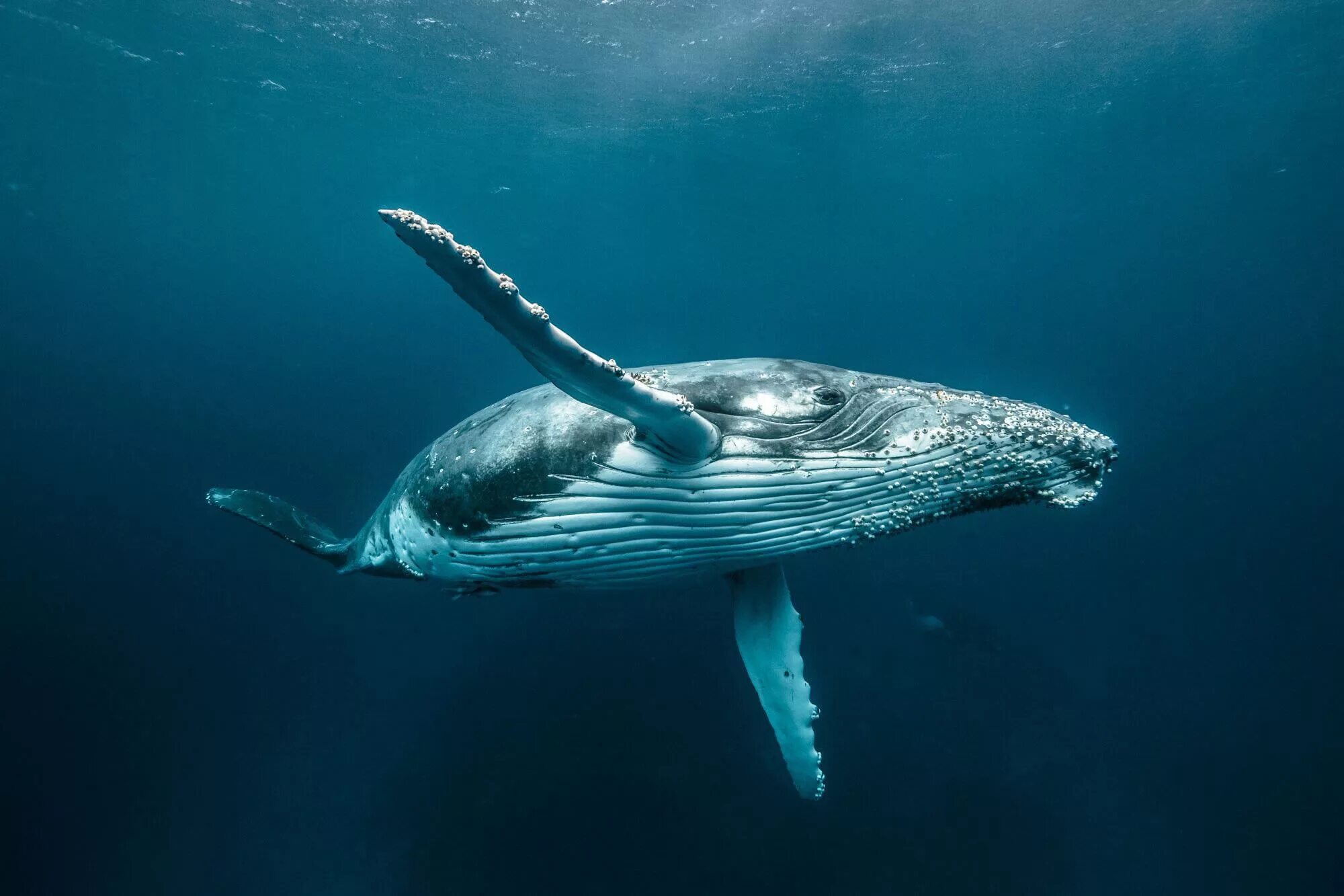 Кит живет в воде. Кит Горбач. Горбач горбатый кит. Синий горбатый кит. Синий кит Горбач.
