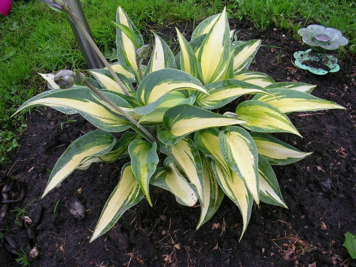 Хоста гибридная канадиан блю. Хоста гибридная сорт. Хоста форчуна hyacinthina. Хоста роберт фрост 1шт. Хоста гибридная сорт.