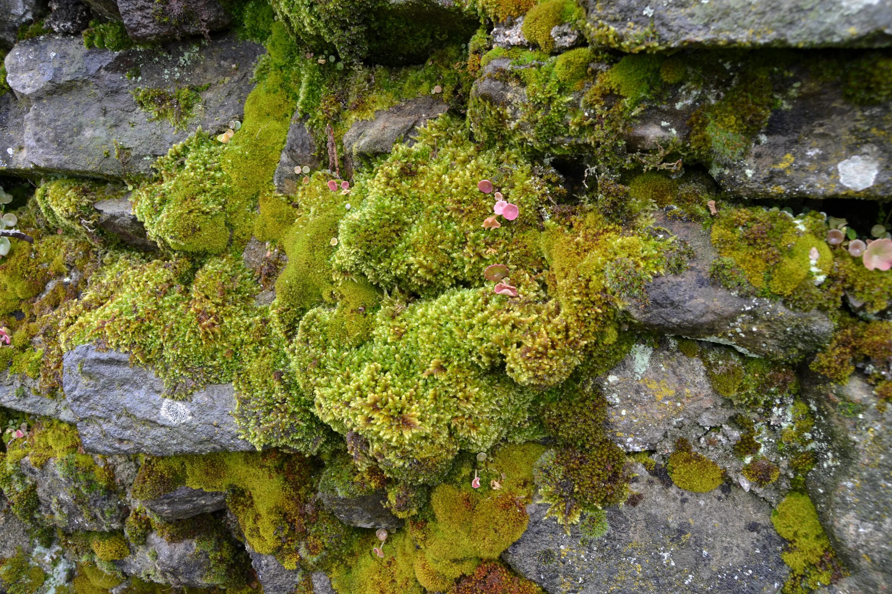 Бридский мох. Лишайник ягель зеленый. Камень мох лишайник ягель. Лишайники Мосс.