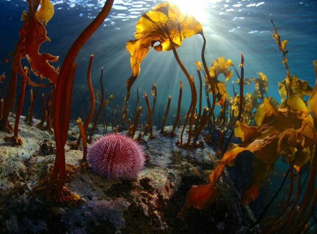Морские растения список. Морской еж Баренцева моря. Водоросли Баренцева моря. Подводный мир Баренцева моря.