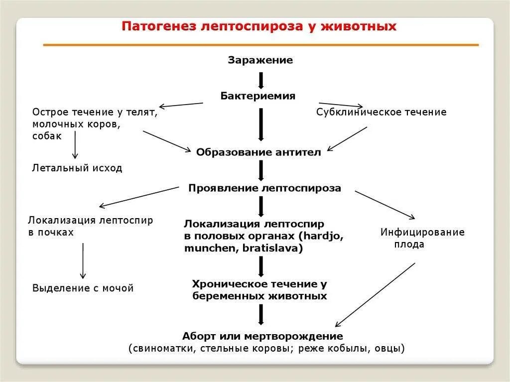 Патогенез животных. Лептоспироз патогенез схема. лептоспиры патогенез. дифференциальная диагностика лептоспироза животных. патогенез лептоспироза у человека.