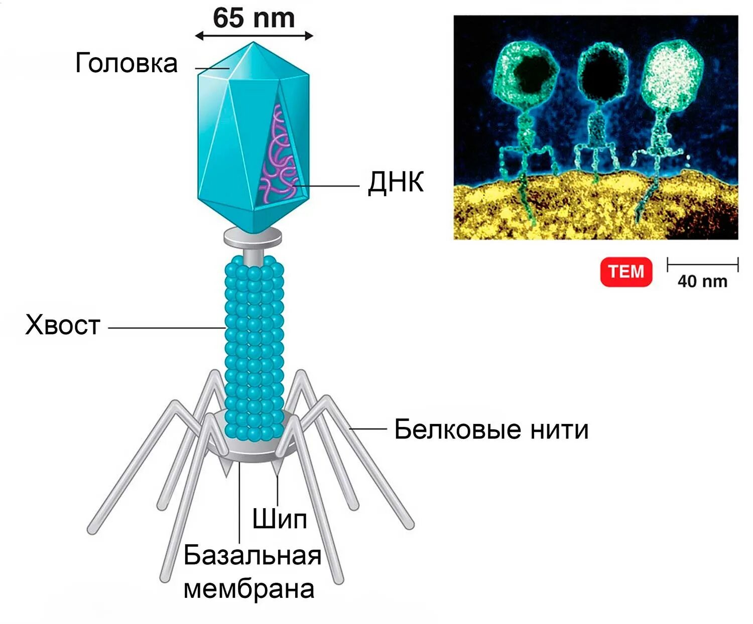 Белковый капсид. Строение бактериофага. Строение вируса бактериофага. Вирус бактериофаг строение 5 класс. Бактериофаг т2 строение.