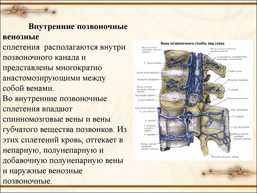 Внутренние позвоночные венозные сплетения. Венозные сплетения анатомия. Венозные плзвоночные СПЛЕТЕНИЧ. Наружные позвоночные венозные сплетения.