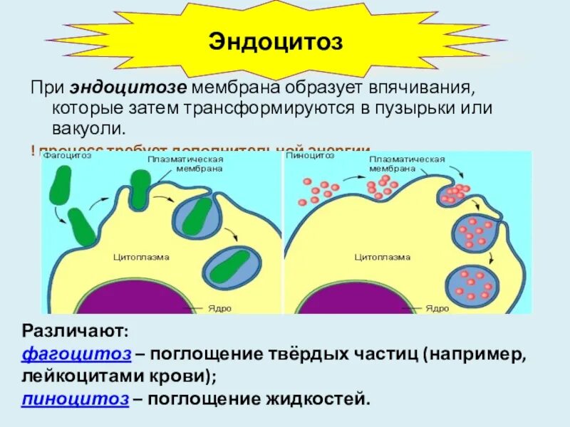 Эндоцитоз. Фагоцитоз пиноцитоз экзоцитоз. Эндоцитоз процесс. Эндоцитоз и экзоцитоз. Фагоцитоз захват клеткой