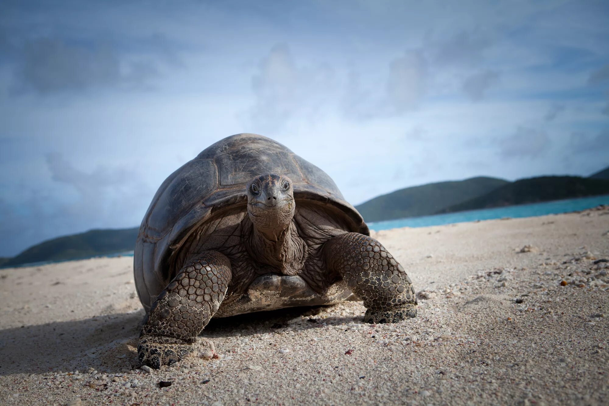 Сейшельские черепахи. Черепаха Альдабра. Остров черепах (Turtle Island), Маврикий. Остров черепах (ко Тау). Остров Альдабра.