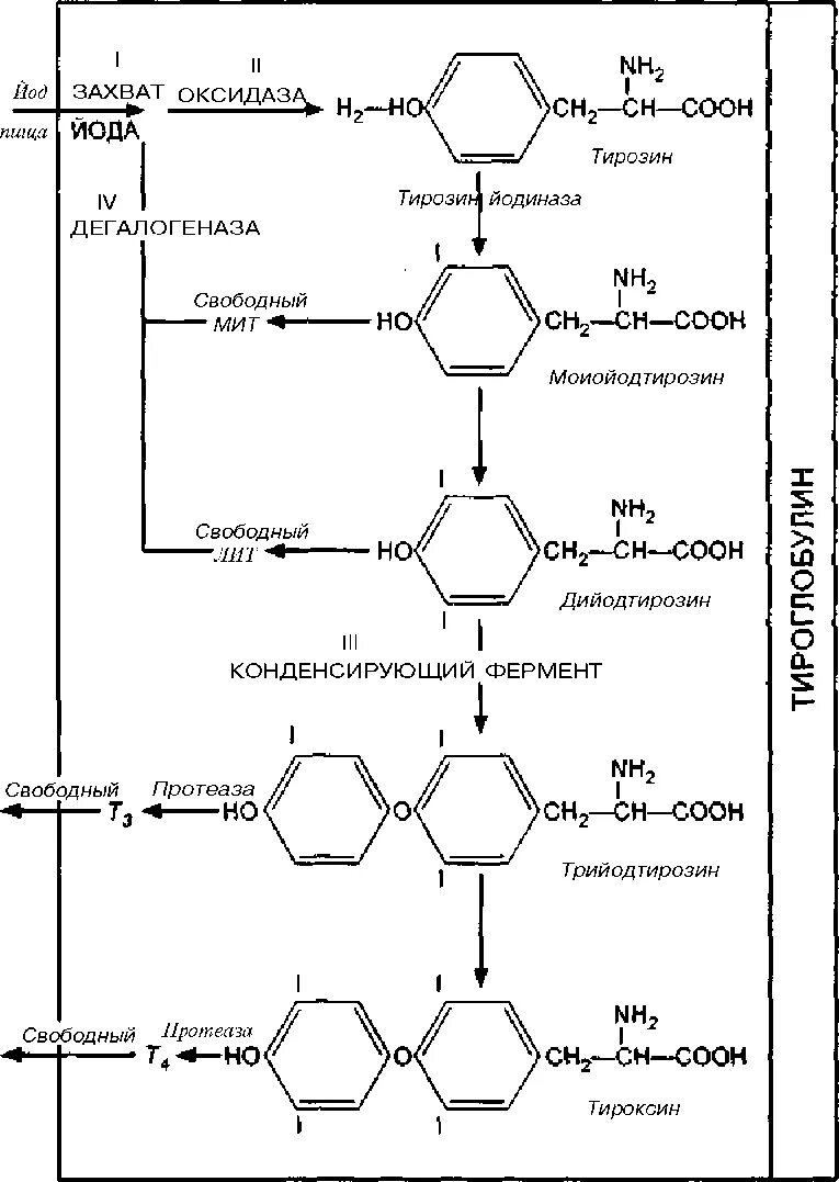 Тироксин ферменты. Схема синтеза йодтиронинов биохимия. Синтез гормонов щитовидной железы схема. Синтез гормонов щитовидной железы биохимия. Схема синтеза йодтиронинов.