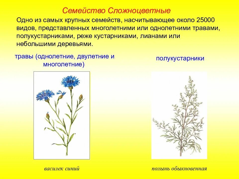 Жизненная форма астровых