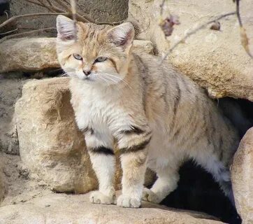 Келласская кошка