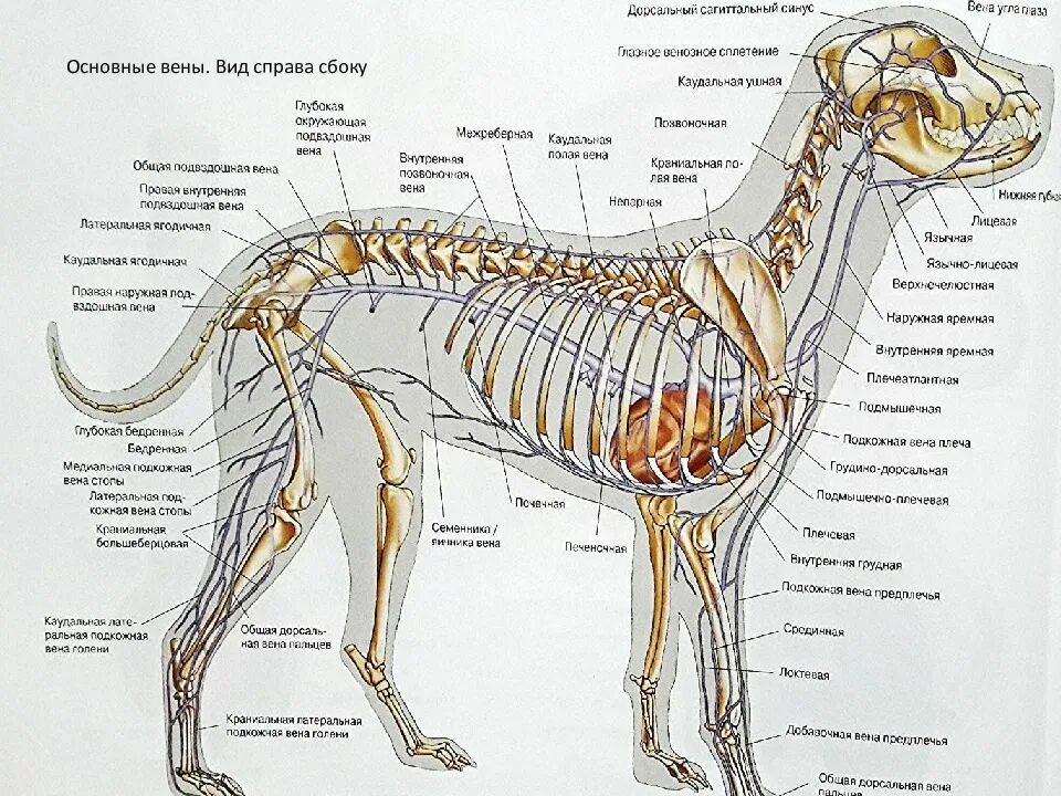 Скелет собаки сбоку. Строение позвоночника собаки. Позвоночный столб собаки анатомия строение.