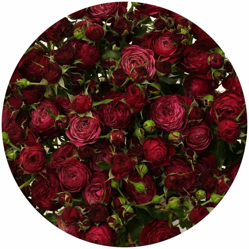 Роза роял трендсеттер. Пати трендсеттер. Пати розы. Сорт розы самба. Роза роял трендсеттер.