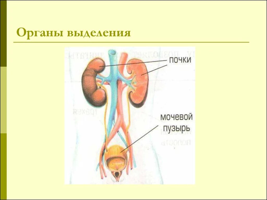 Выделительная система человека схема 4 класс. Система органов выделения человека. Строение системы органов выделения. Выделительная система организма человека 4 класс.