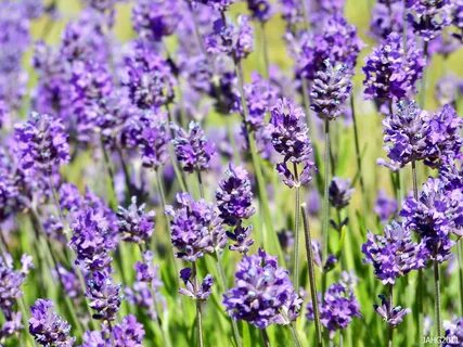 Lavandula angustifolia