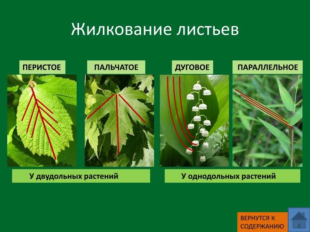 Хвойные двудольные. Типы жилкования листовой пластинки листовой. Перистосетчатое жилкование листьев. Перистый Тип жилкования. Жилкование листьев параллельное перистое.