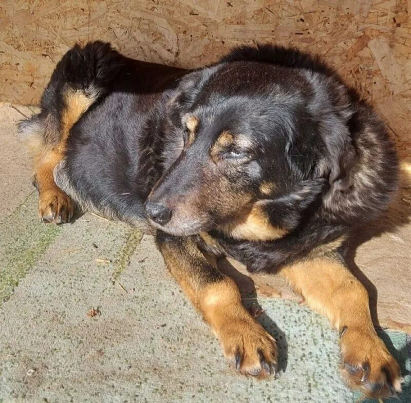 лохматый друг заречный пензенской