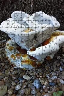Морской грибок