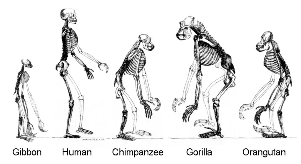 Строение скелета гиббона. Строение гориллы скелет. Эволюция человекообразных обезьян. Шимпанзе отличается от человека