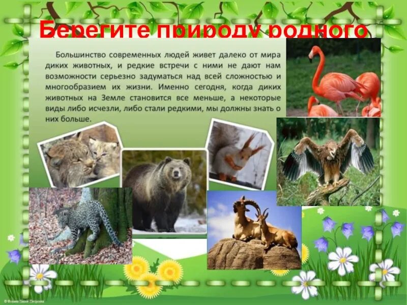 Проект по окружающему миру разнообразие. Книга природы родного края крым. проект разнообразие природы родного края крым по окружающему миру. разнообразие природы родного края крым 3 класс. проект по окружающему миру 3 класс животные родного края крым.