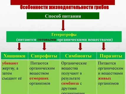Схема способы питания животных