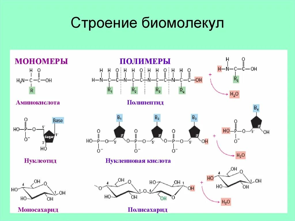 Белки биологические полимеры мономерами. Структура и функции нуклеиновых кислот биохимия. Строение биологических молекул, функции. 1 Полимер нуклеотида. Структура биомолекул.