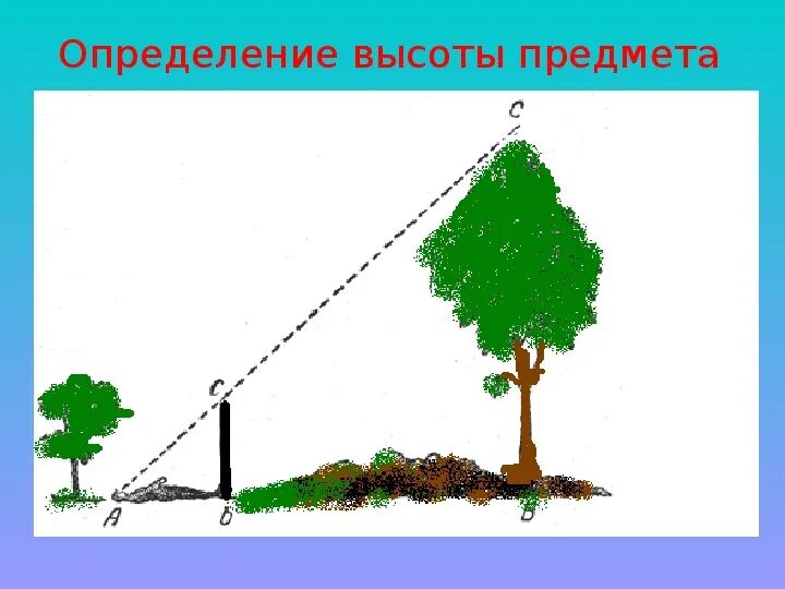 Определение высоты предмета геометрия. Способы измерения высоты предмета. Измерение высоты с помощью тени. Подобные треугольники в природе. Практическое применение подобия треугольников.