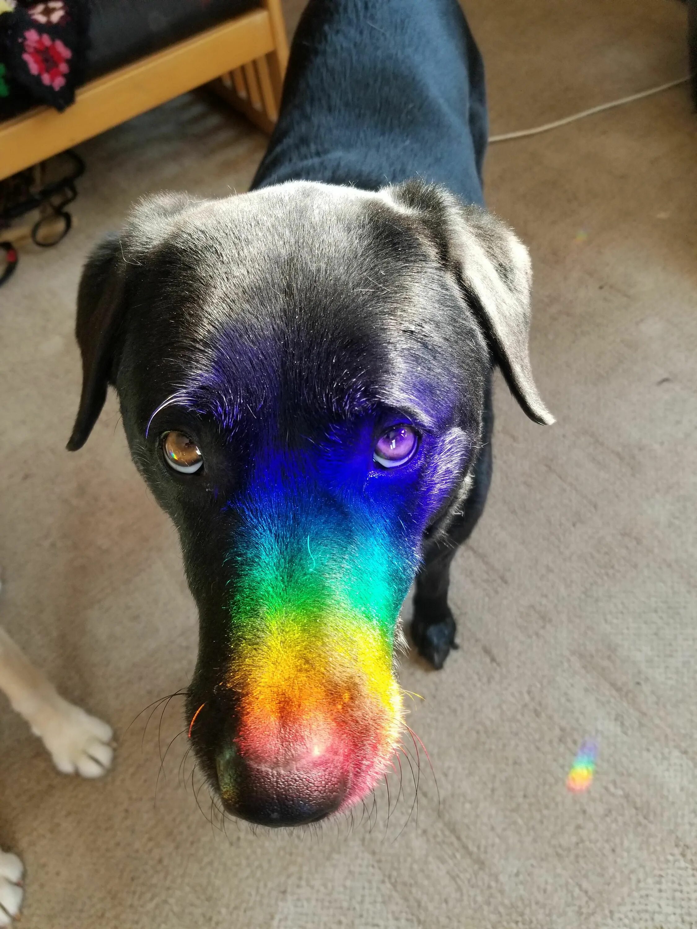 Rainbow animals. Радужная собака. Крашеные собаки. Красивые собаки радужные. Разноцветные крашеные собаки.