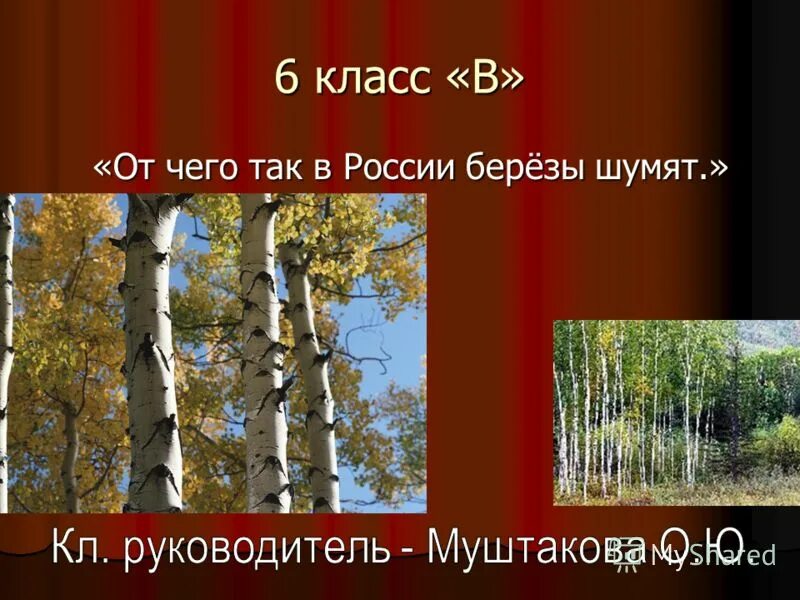 От чего так березы шумят слова. От чего так в России березы шумят. Почему так в России березы шумят. От чего берёзы шумят. От чего так в россиибеоезы шумят.