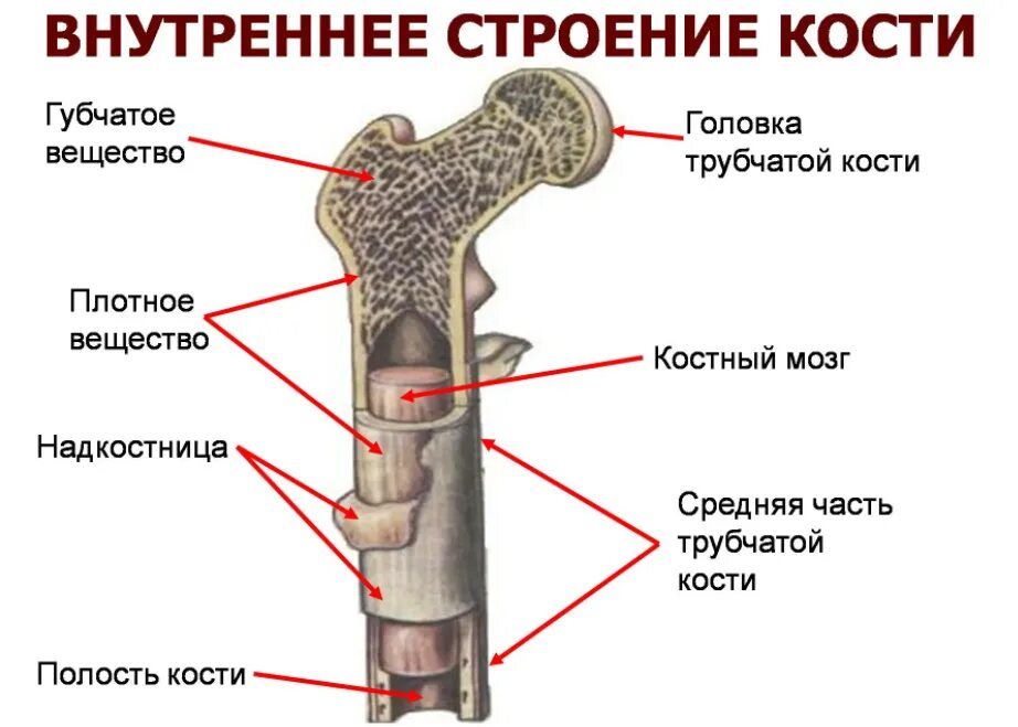 Трубчатые 2 губчатые. Внешнее и внутреннее строение кости. Внутреннее строение трубчатой кости. Внешнее и внутреннее строение трубчатой кости. Внутреннее строение трубчатой кости рисунок.