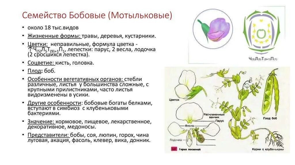 Семейство бобовых виды. Семейство двудольные семейство бобовые. Семейство Мотыльковые строение цветка формула. Характеристика семейства Мотыльковые. Семейство бобовые Мотыльковые характеристика.