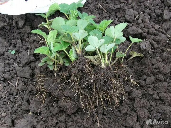 Дачник купил а саженцев клубники. Клубника ремонтантная рассада. рассада клубники копанка. саженцы клубники с корнем. рассада земляники садовой.