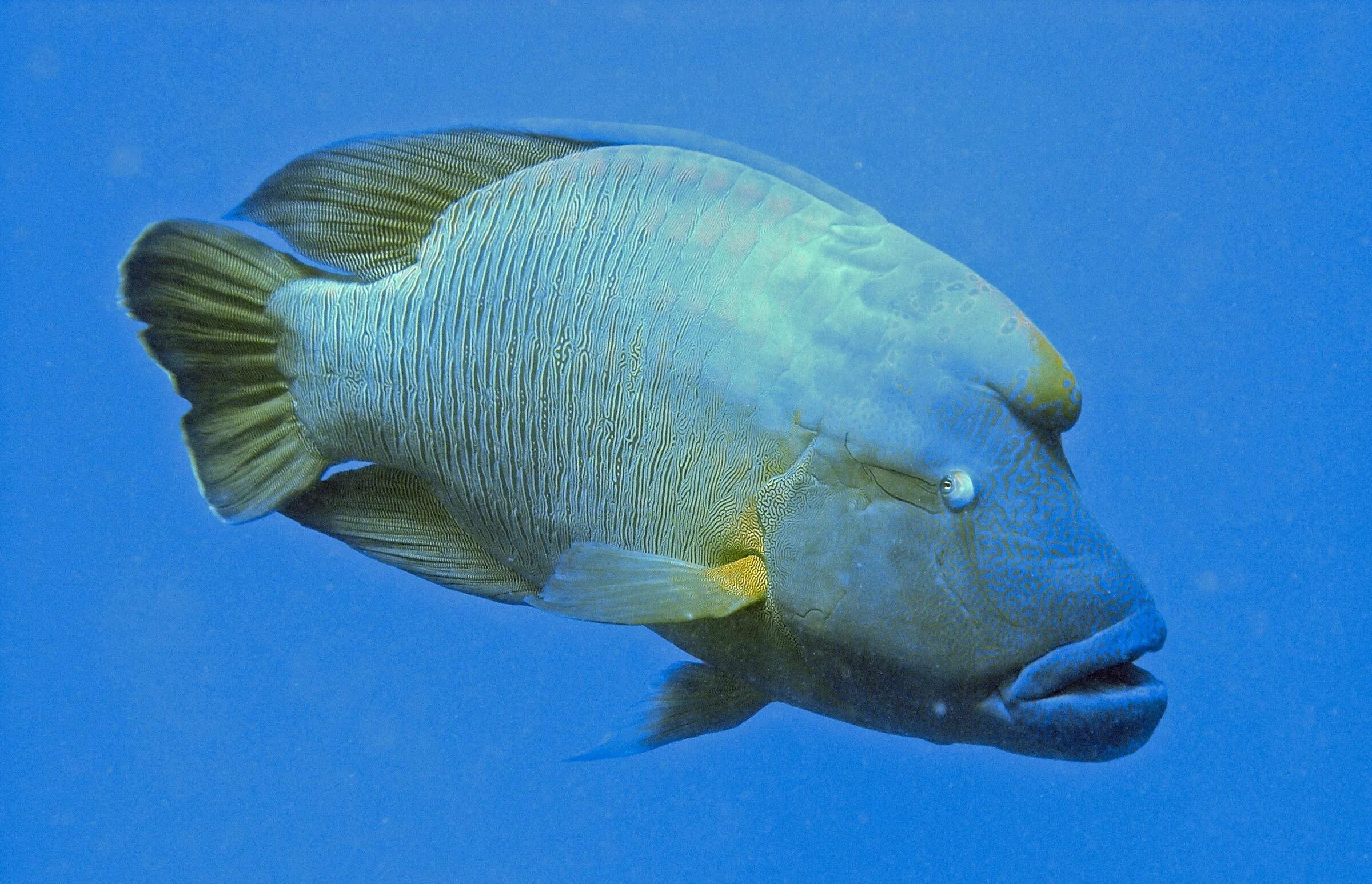 Наполеон губан. Рыба-Наполеон губан Маори. Humphead Wrasse рыба. Наполеон рыба красное море. Большеголовый губан