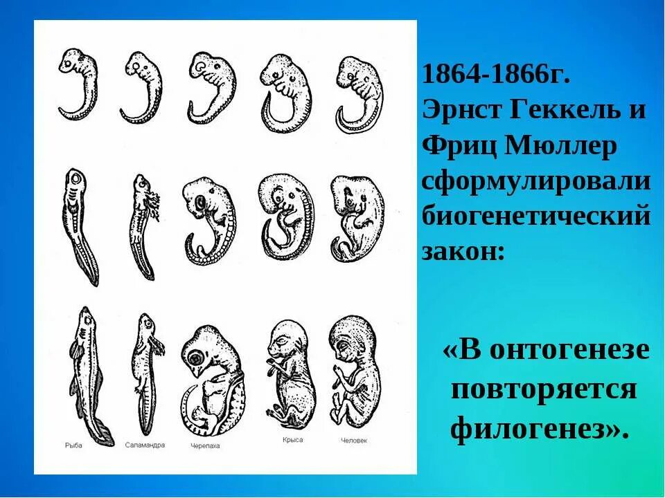 Беременность и роды 8 класс. Зародыши Геккеля. Эрнст Геккель эмбрионы. Биогенетический закон зародыш. Эрнст Геккель биогенетический закон.