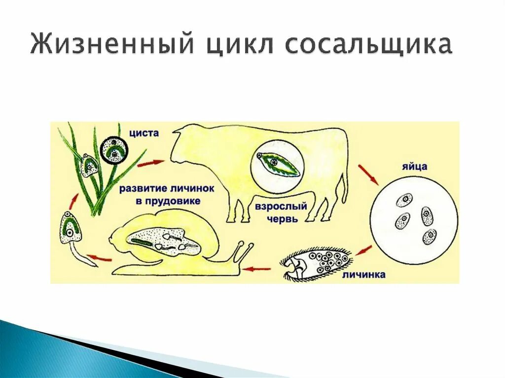 Без смены хозяев происходит развитие. Печеночный сосальщик жизненный жизненный цикл. Жизненный цикл круглых червей червей. Тип круглые черви цикл развития. Жизненный цикл плоских и круглых червей.