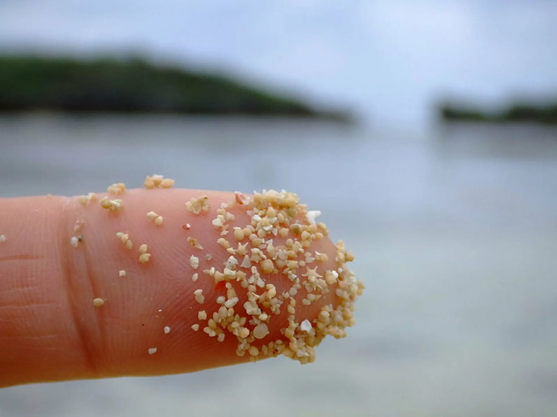 Маленькая песчинка. Звездный песок Окинава. Baclogypsina sphaerulata. Песок на Окинаве Япония. Пляж Окинава песок.